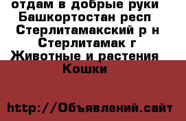 отдам в добрые руки - Башкортостан респ., Стерлитамакский р-н, Стерлитамак г. Животные и растения » Кошки   